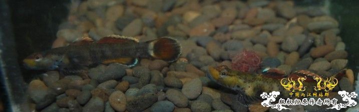 花地新到一批吻虾虎,...问下是什么虎!