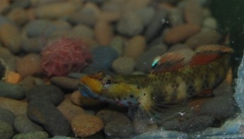 花地新到一批吻虾虎,...问下是什么虎!