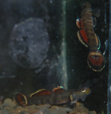 花地新到一批吻虾虎,...问下是什么虎!