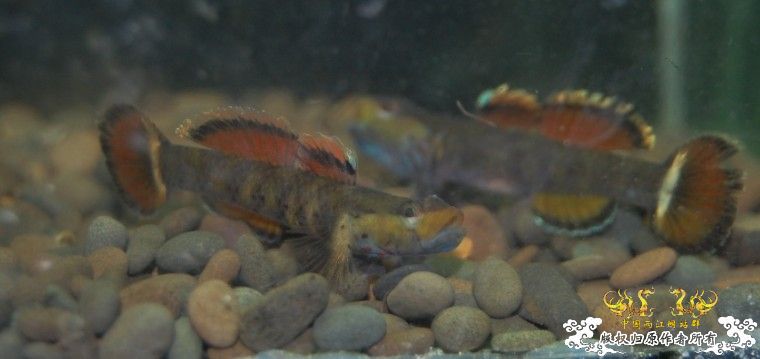 花地新到一批吻虾虎,...问下是什么虎!