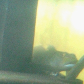 褐吻 虾虎 产卵了