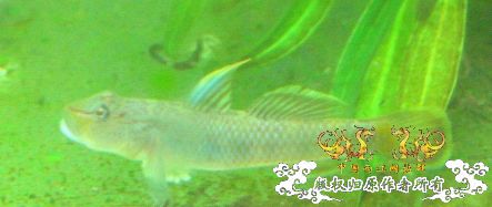 褐吻 虾虎 产卵了