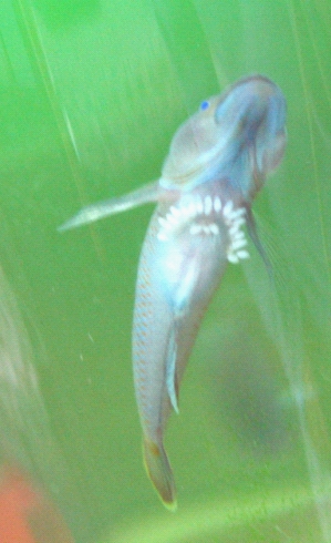 褐吻 虾虎 产卵了