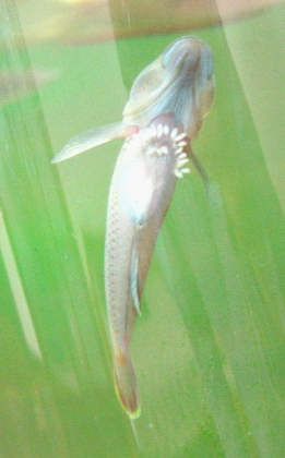 褐吻 虾虎 产卵了