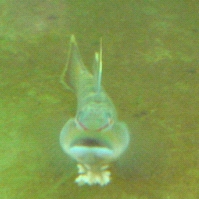 褐吻 虾虎 产卵了