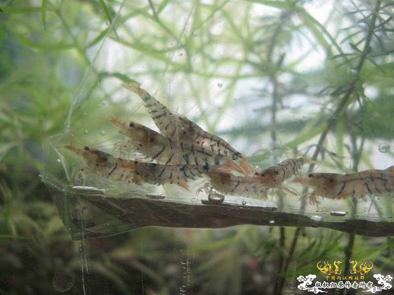 今天运气不错在花鸟市场淘到了虎斑虾~