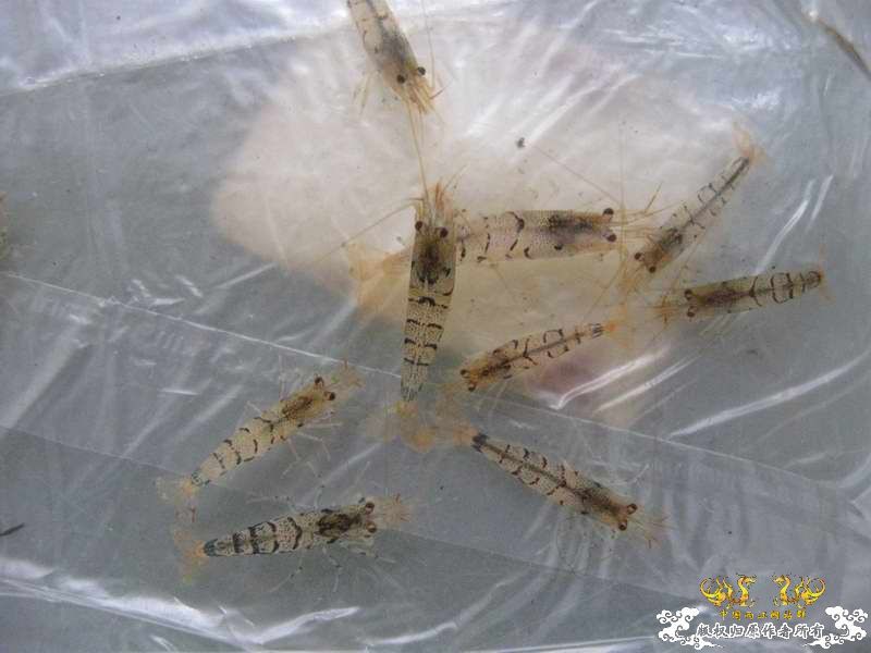 今天运气不错在花鸟市场淘到了虎斑虾~