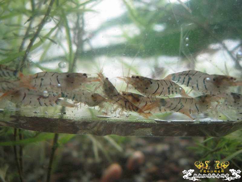 今天运气不错在花鸟市场淘到了虎斑虾~