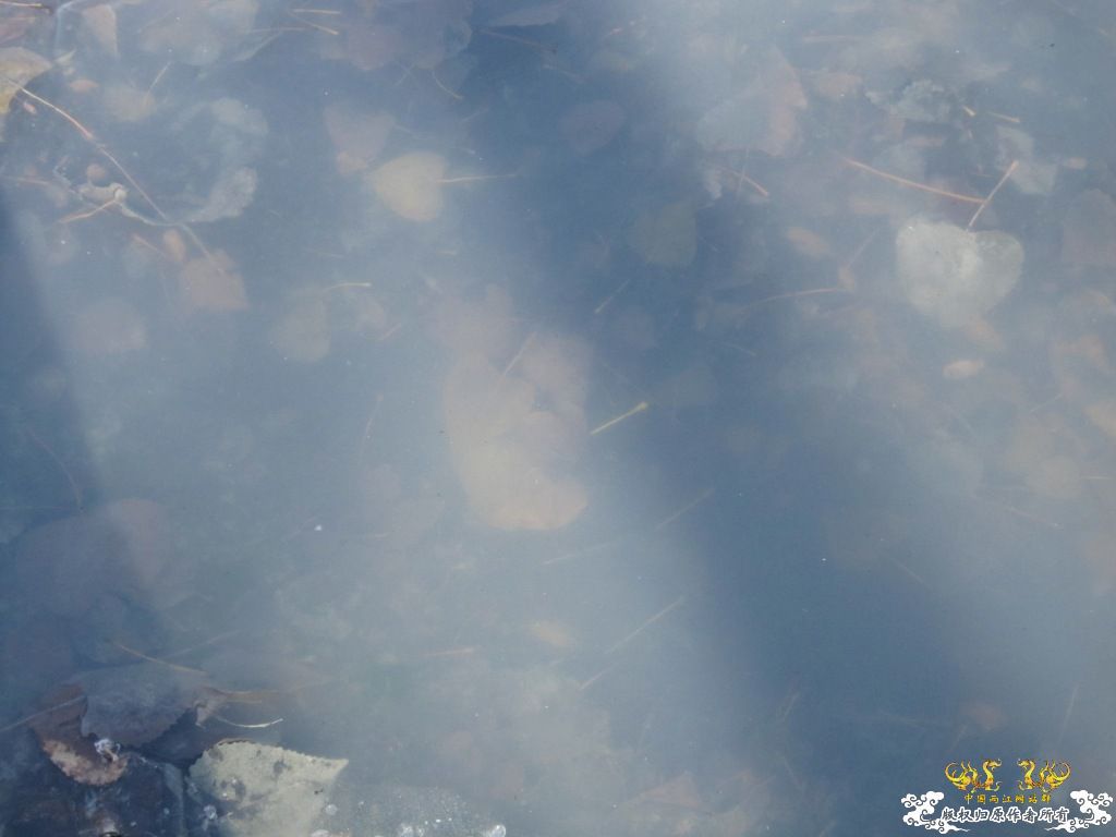 黑镜头—丑态+病态