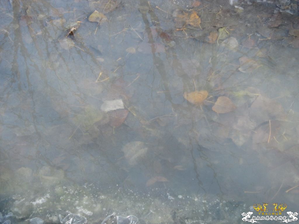 黑镜头—丑态+病态