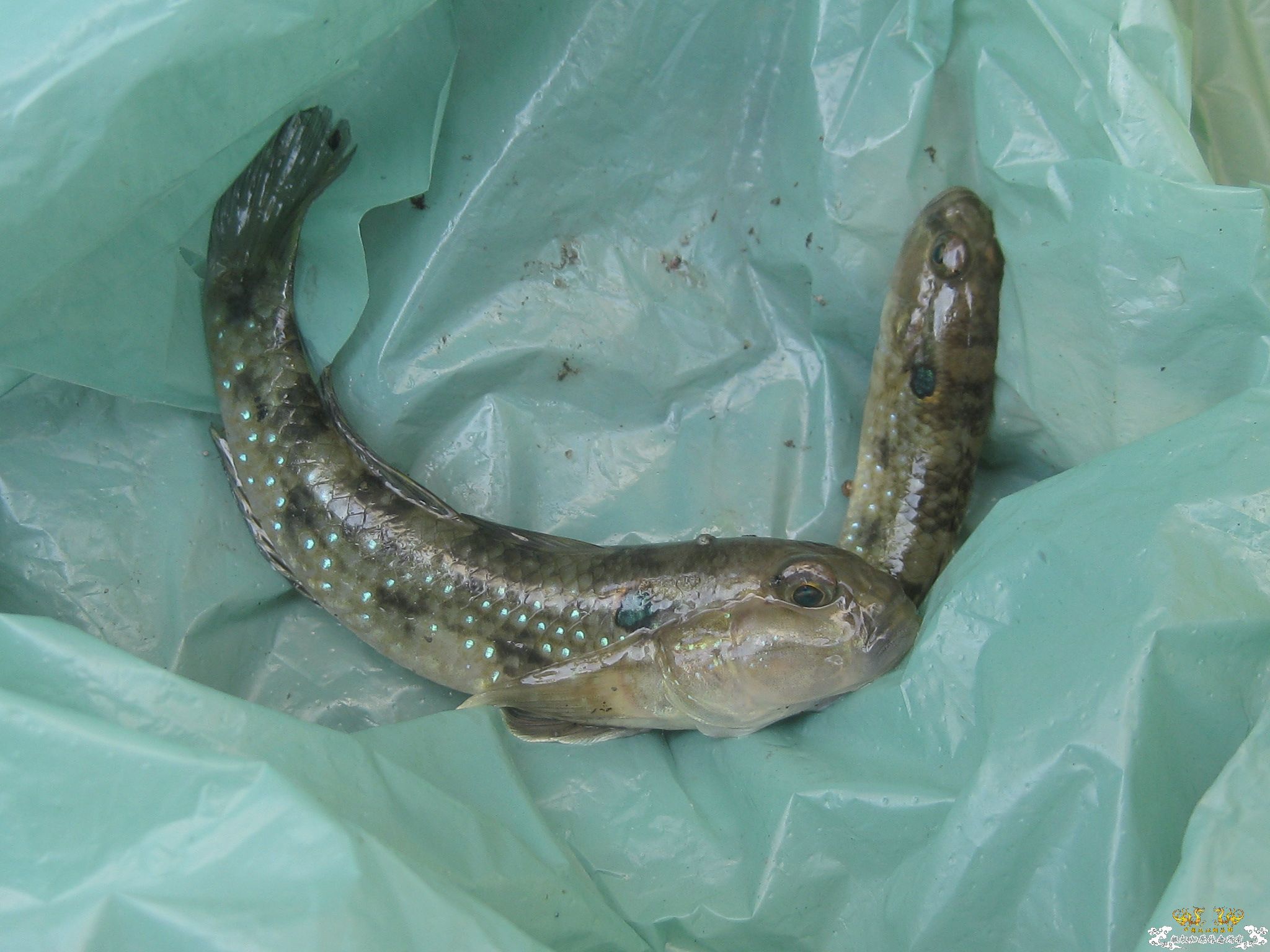 看看这是什么鱼？