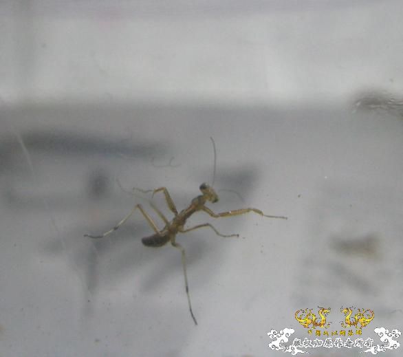 纯属意外