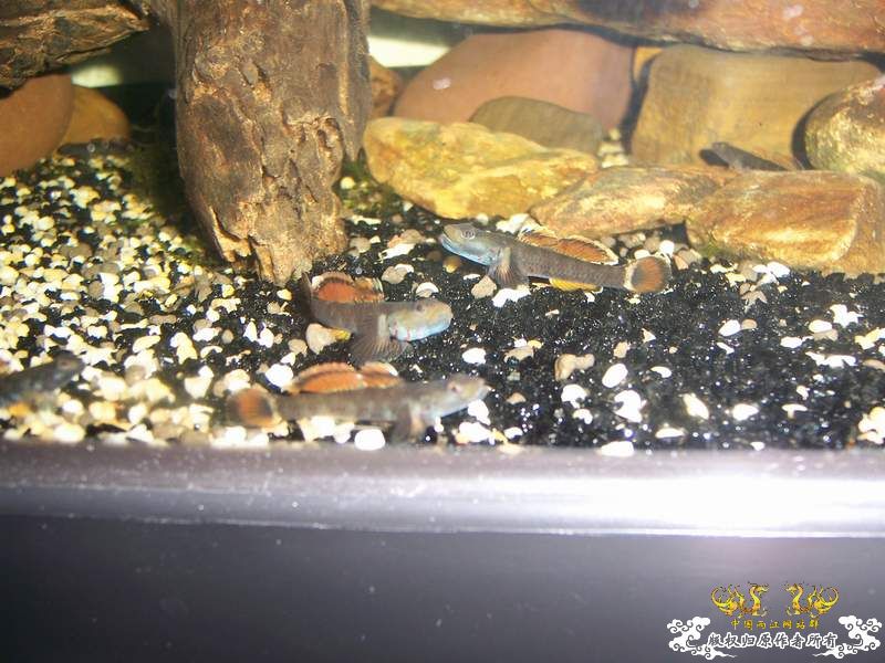 花地新到一批吻虾虎,...问下是什么虎!