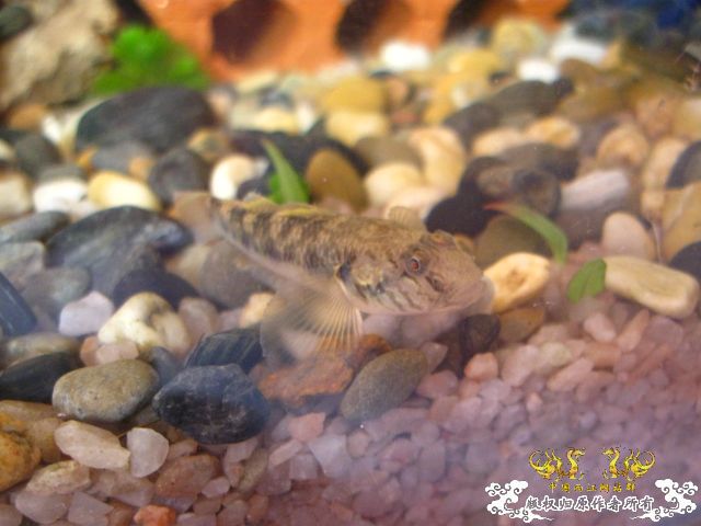 [求助]                      认虎