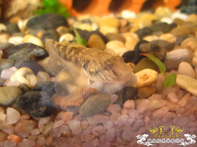 [求助]                      认虎