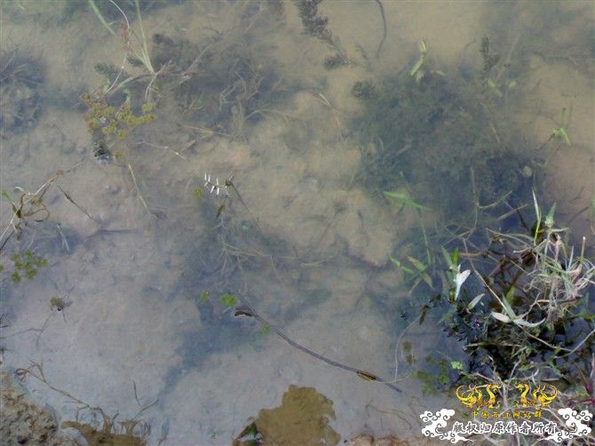 [原创]天冷不宜野采，发几张图吧