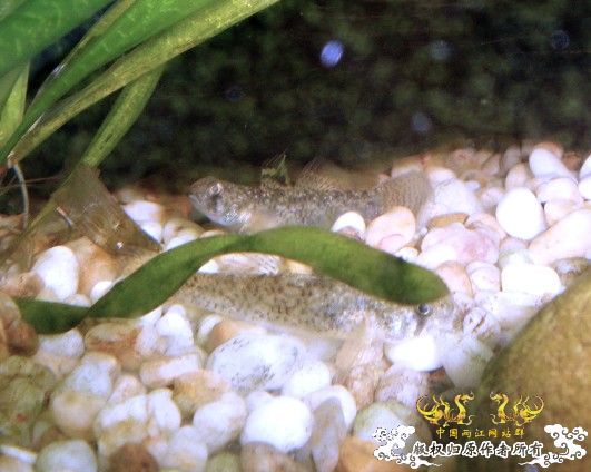 汽水虾虎求鉴定