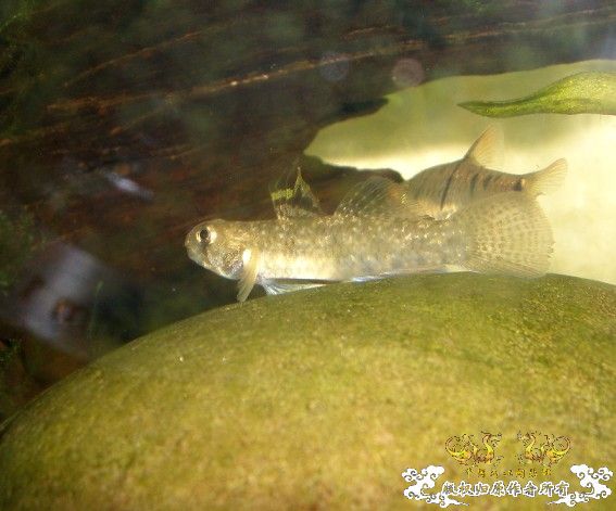汽水虾虎求鉴定