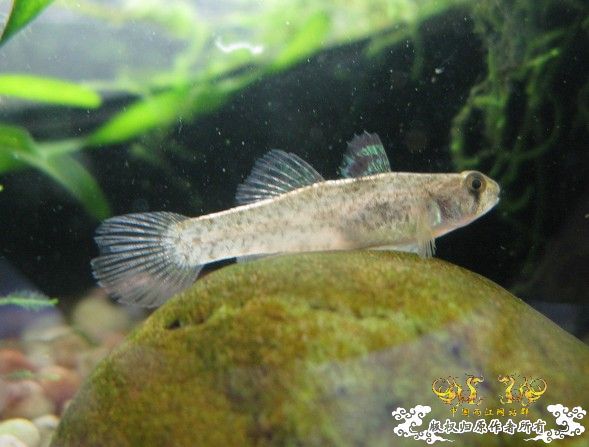 汽水虾虎求鉴定