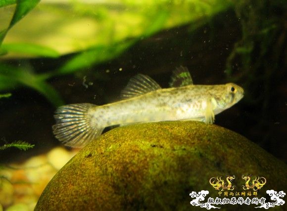 汽水虾虎求鉴定