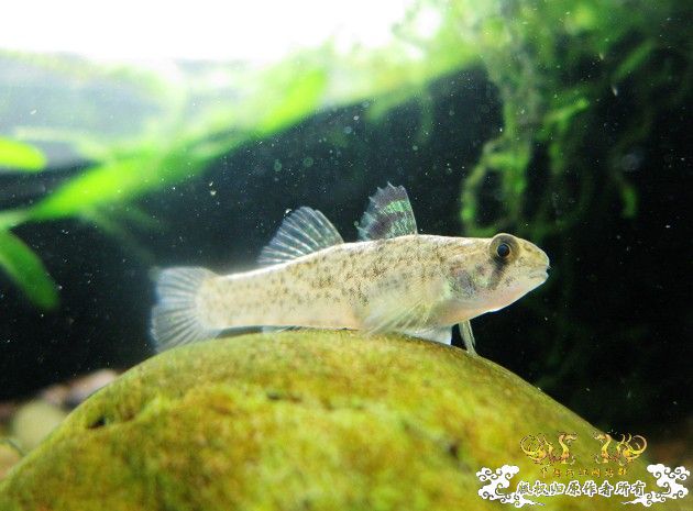 汽水虾虎求鉴定