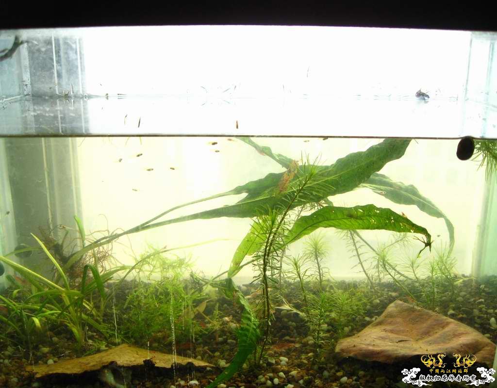 恶劣的环境一样养得活虎纹虾呢...