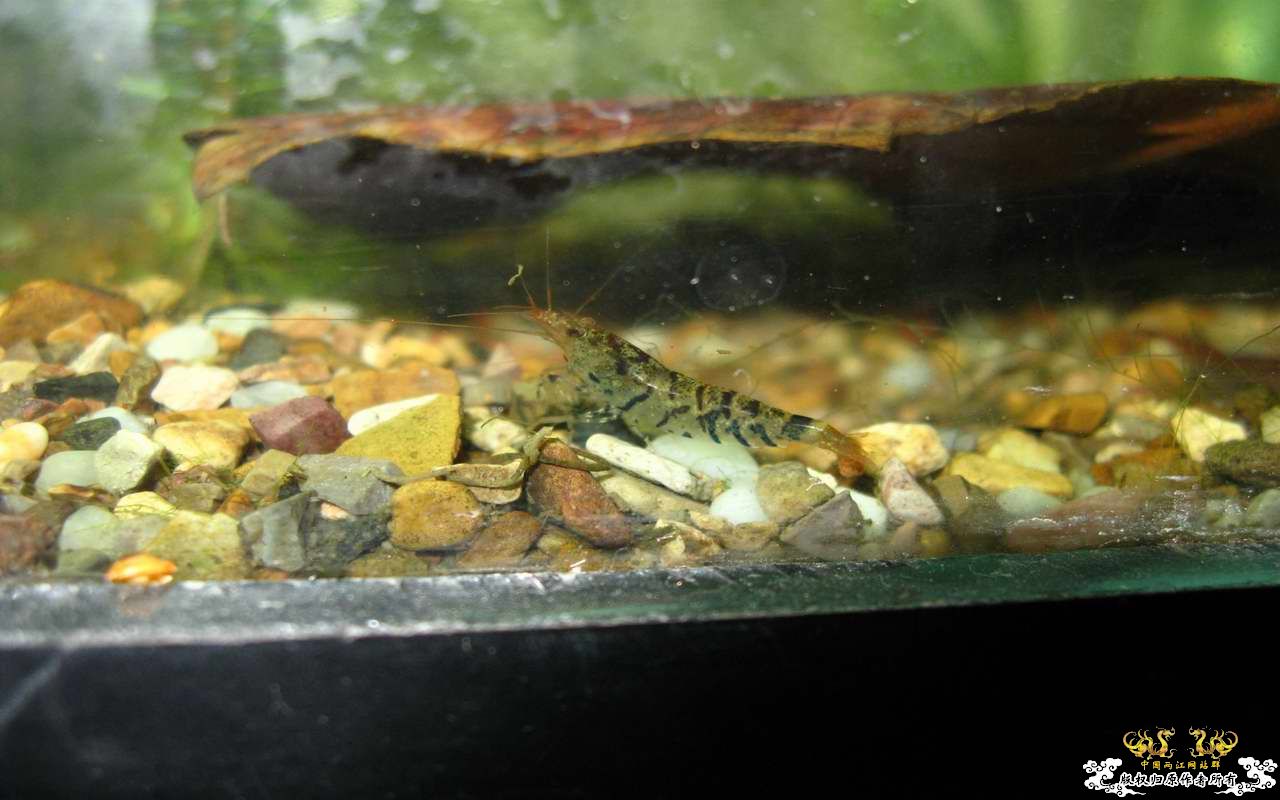 恶劣的环境一样养得活虎纹虾呢...