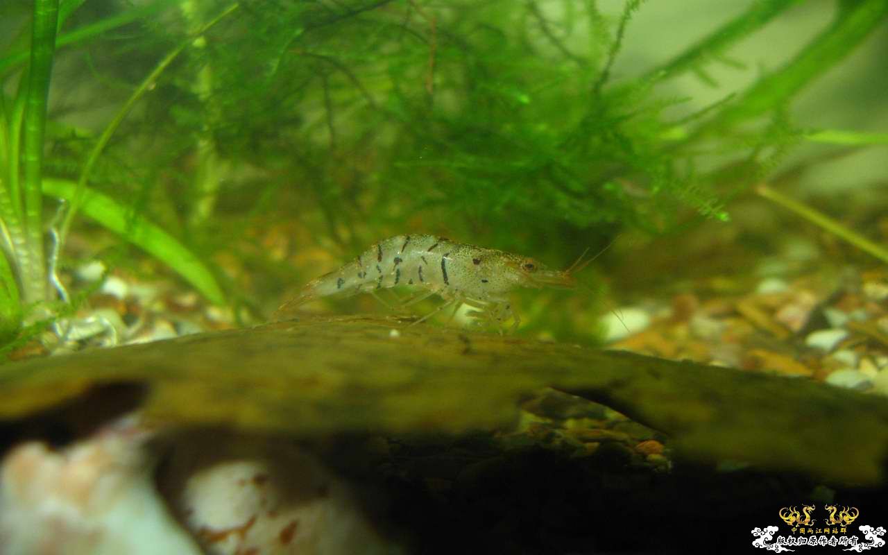 恶劣的环境一样养得活虎纹虾呢...