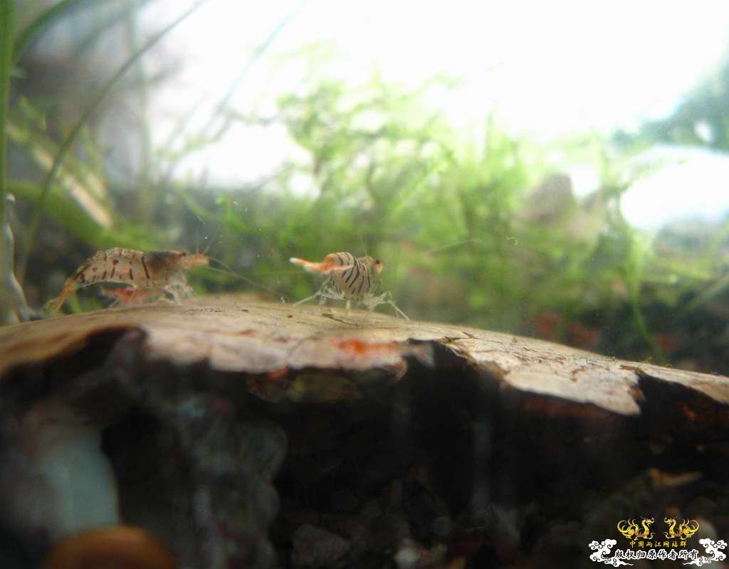 恶劣的环境一样养得活虎纹虾呢...