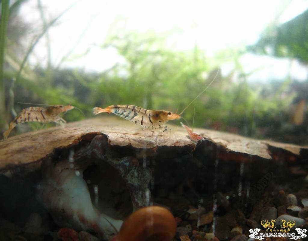 恶劣的环境一样养得活虎纹虾呢...