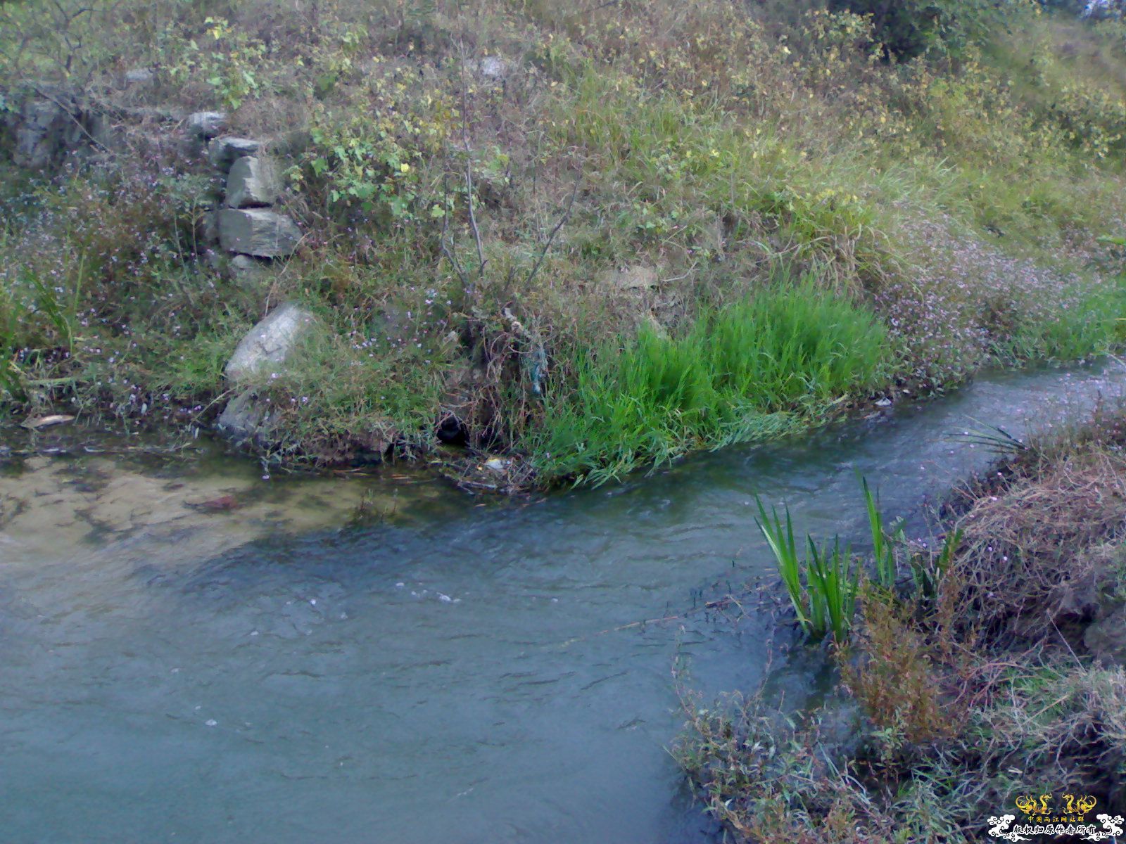 [原创]天冷不宜野采，发几张图吧