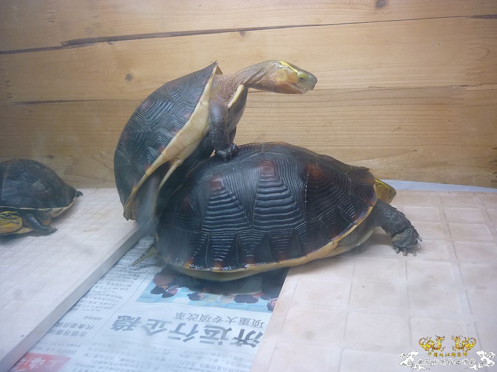小龟当家