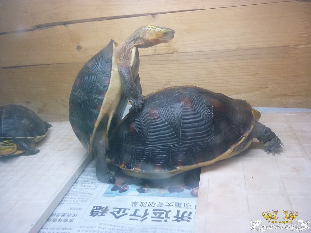 小龟当家