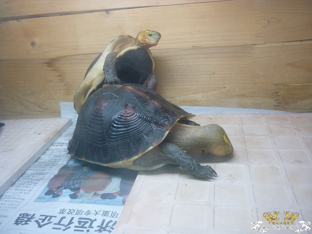 小龟当家