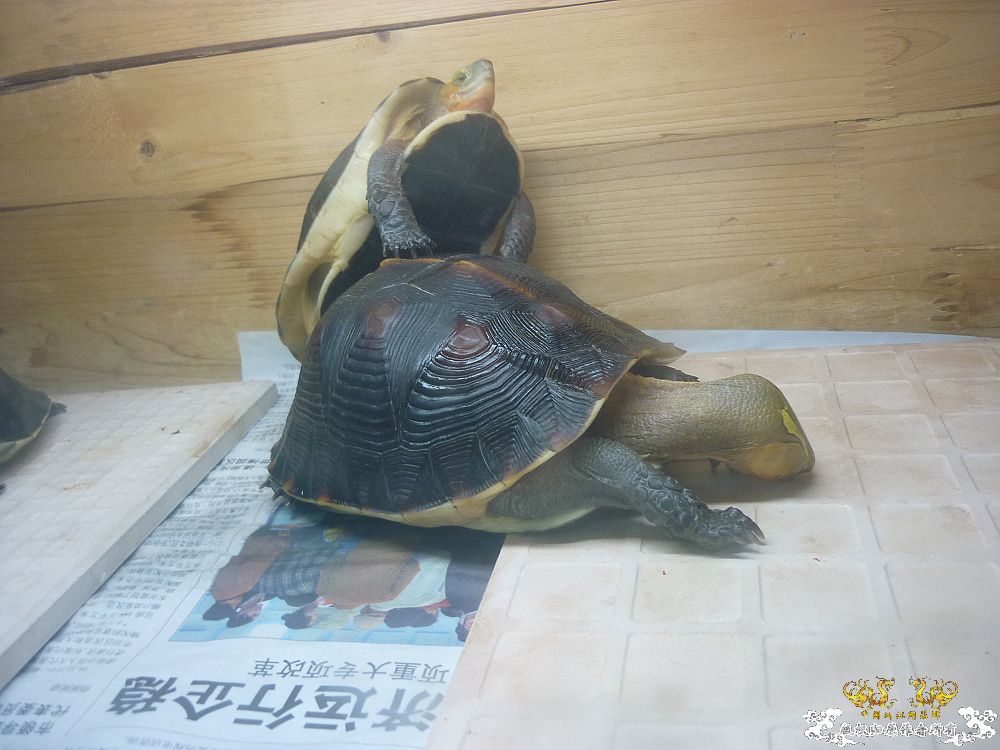 小龟当家
