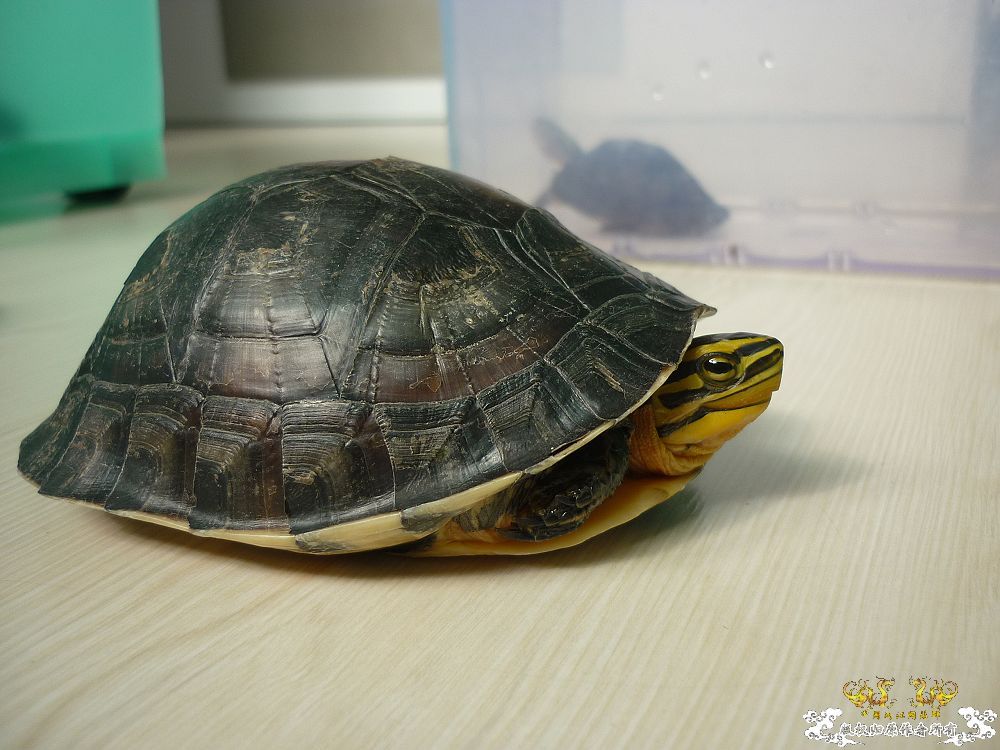 小龟当家