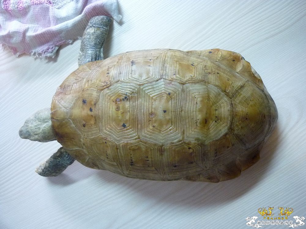 小龟当家