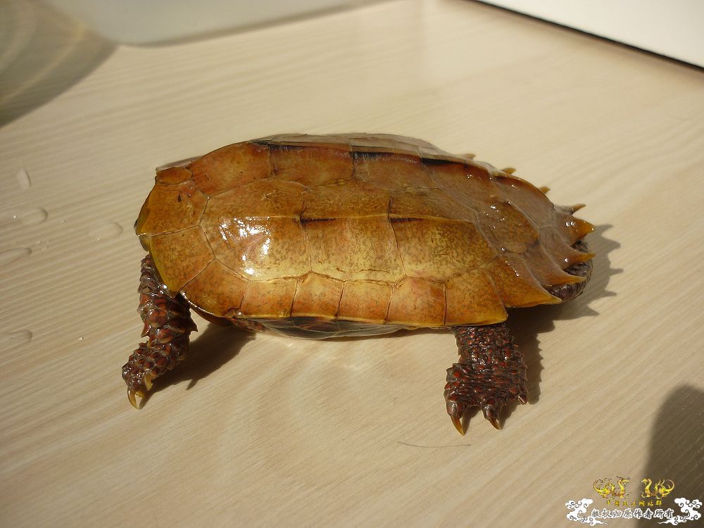小龟当家