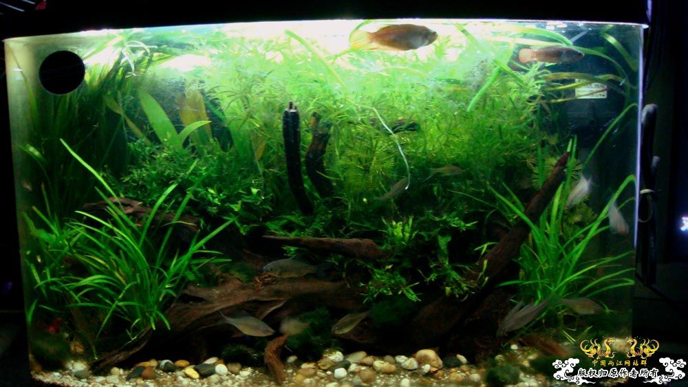 再发缸里的圆尾斗 [15P]