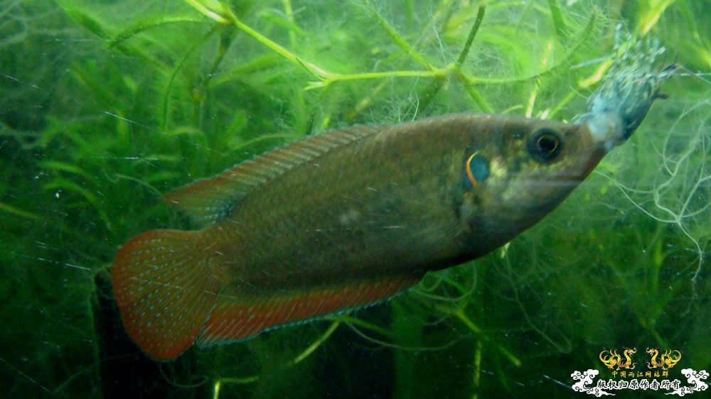 再发缸里的圆尾斗 [15P]