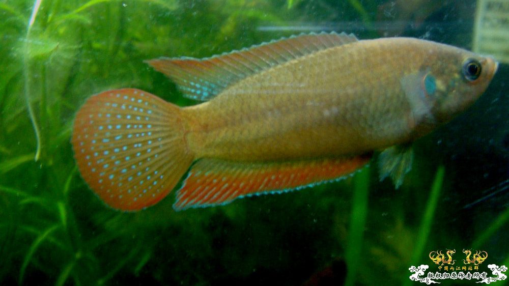 再发缸里的圆尾斗 [15P]