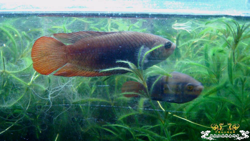 圆尾怎么那么“惨”？