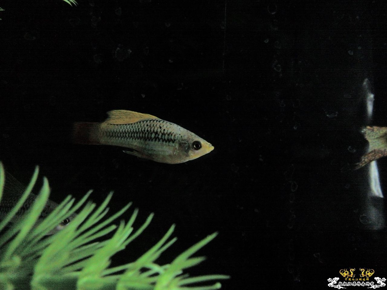 [贴图][求助][讨论] 问问这是什么鱼.