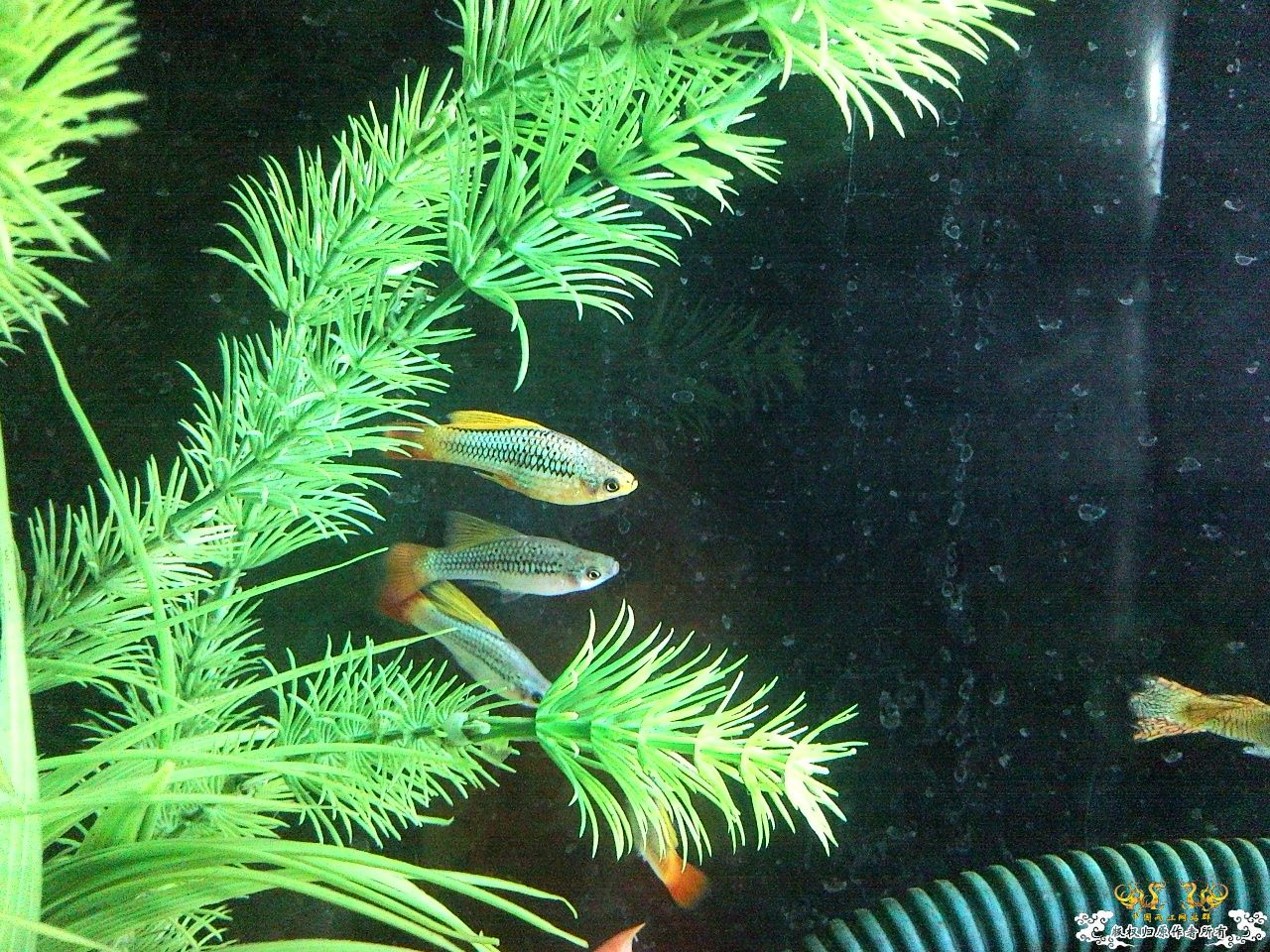 [贴图][求助][讨论] 问问这是什么鱼.