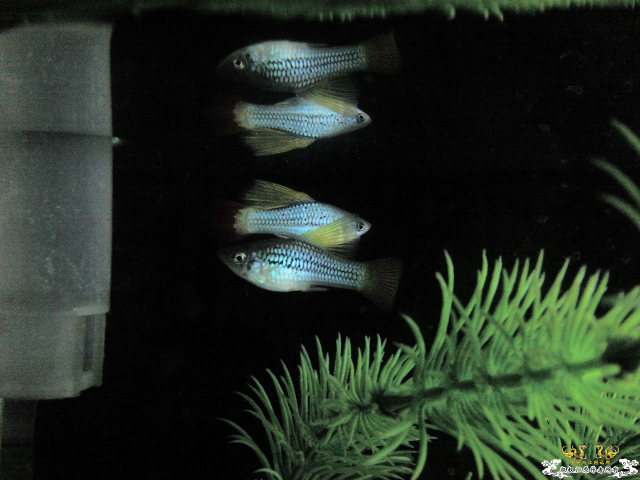 [贴图][求助][讨论] 问问这是什么鱼.