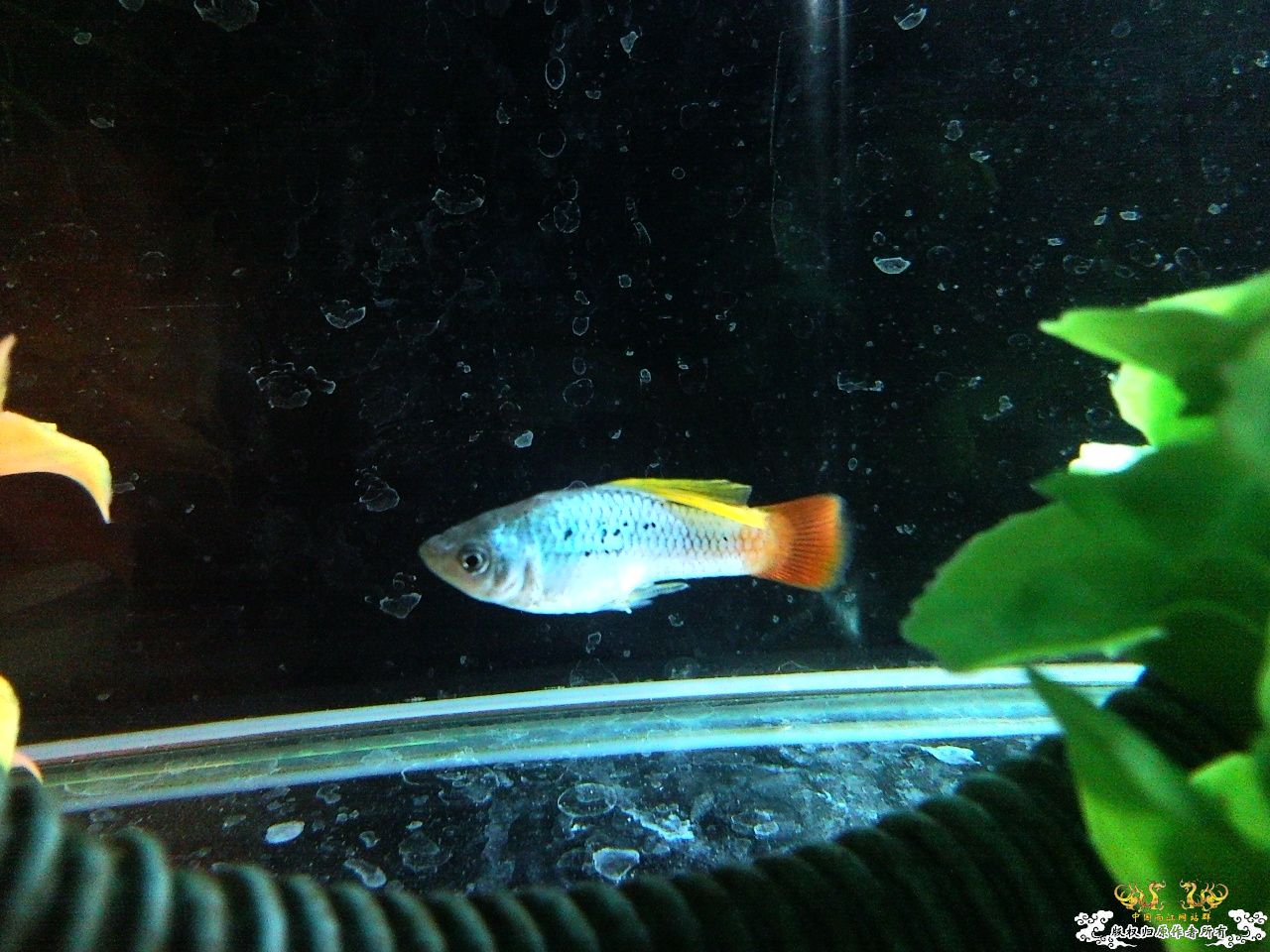 [贴图][求助][讨论] 问问这是什么鱼.