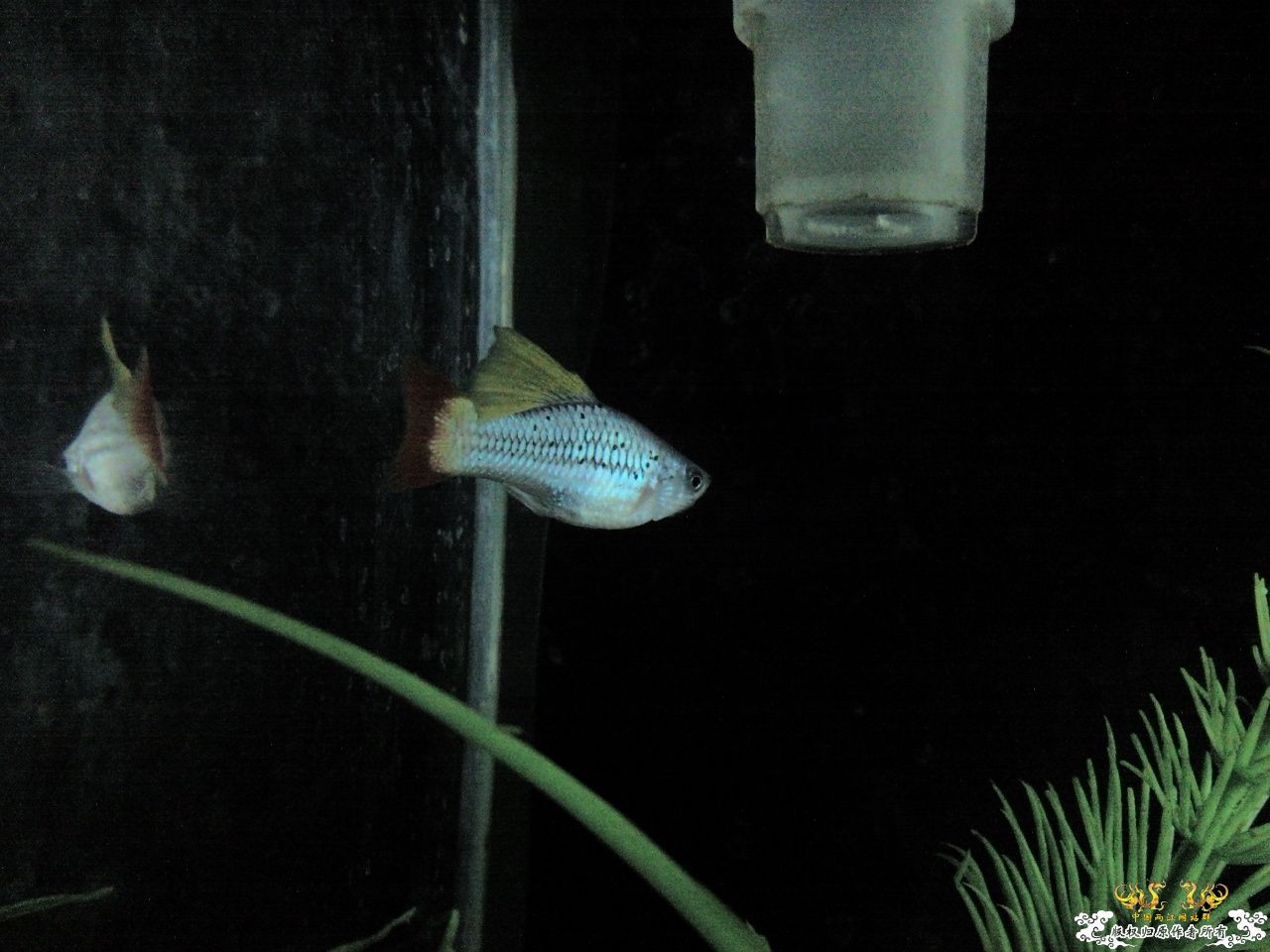 [贴图][求助][讨论] 问问这是什么鱼.