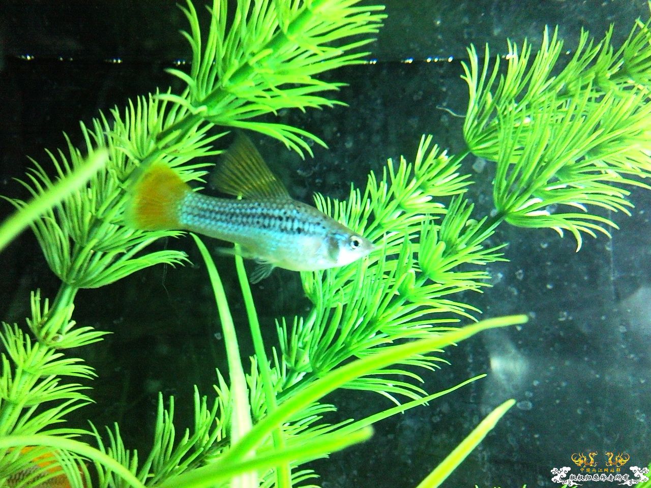 [贴图][求助][讨论] 问问这是什么鱼.