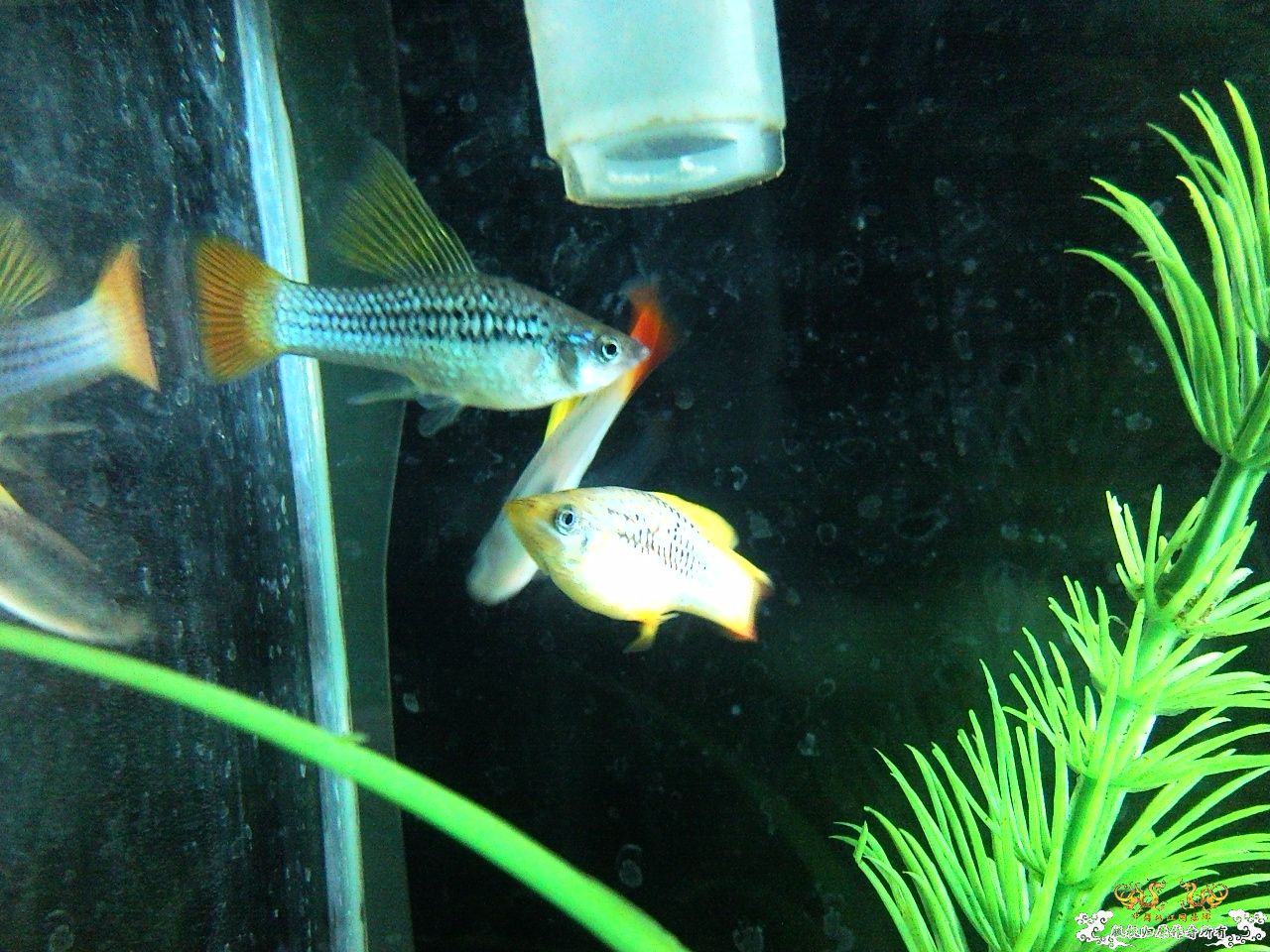 [贴图][求助][讨论] 问问这是什么鱼.