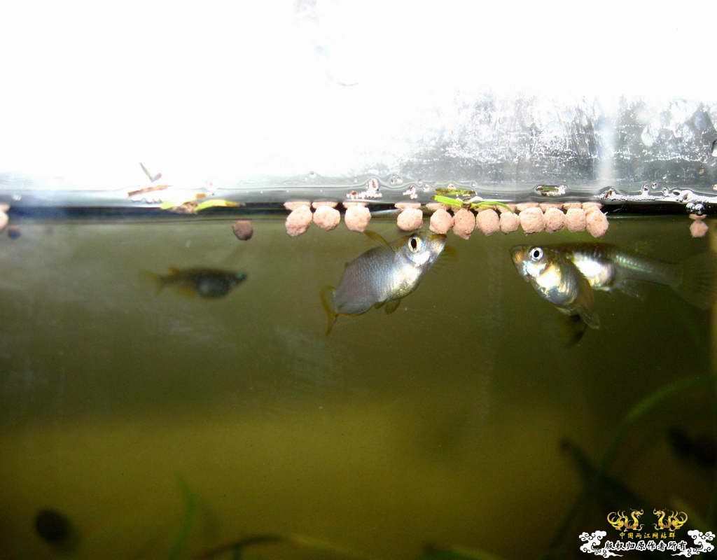 “飞翔的”红树林青将~